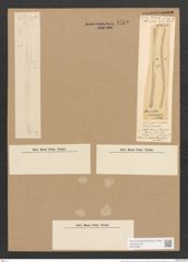Surirella intermedia Lew. (de-Toni-Nr.: Genus 53, Species 2313) Zeichnungen Sammlung Grunow Nr. 4762 (NHMW-BOT-W0372881)